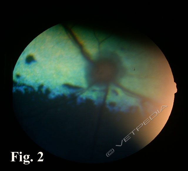 Neurite ottica del cane e del gatto