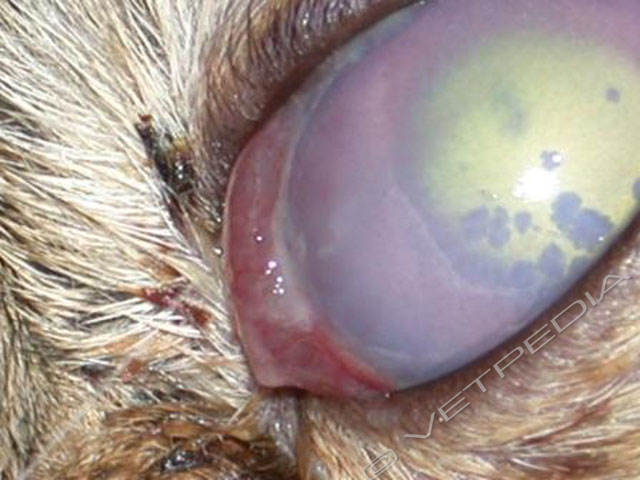 Uveite anteriore nel cane e nel gatto