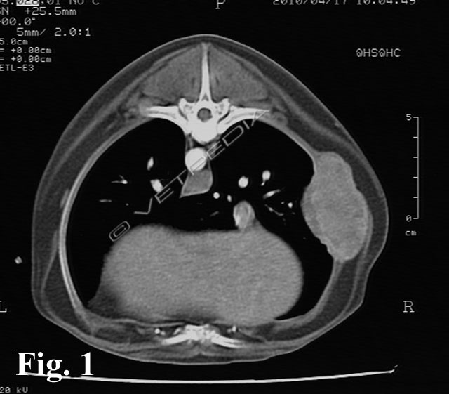 Condrosarcoma del cane e del gatto