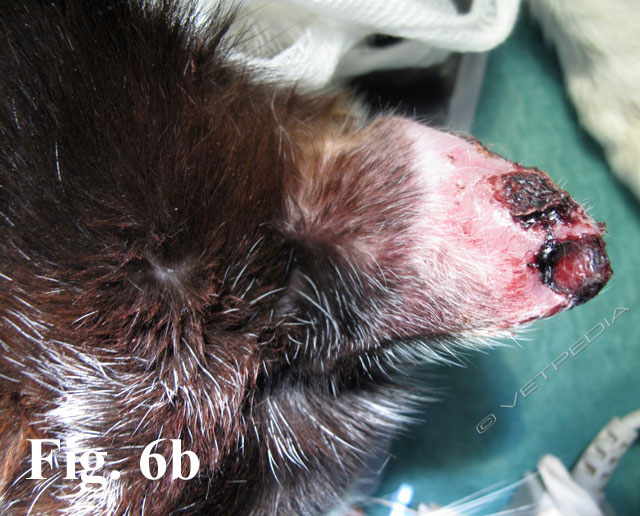 Carcinoma squamoso cutaneo del gatto