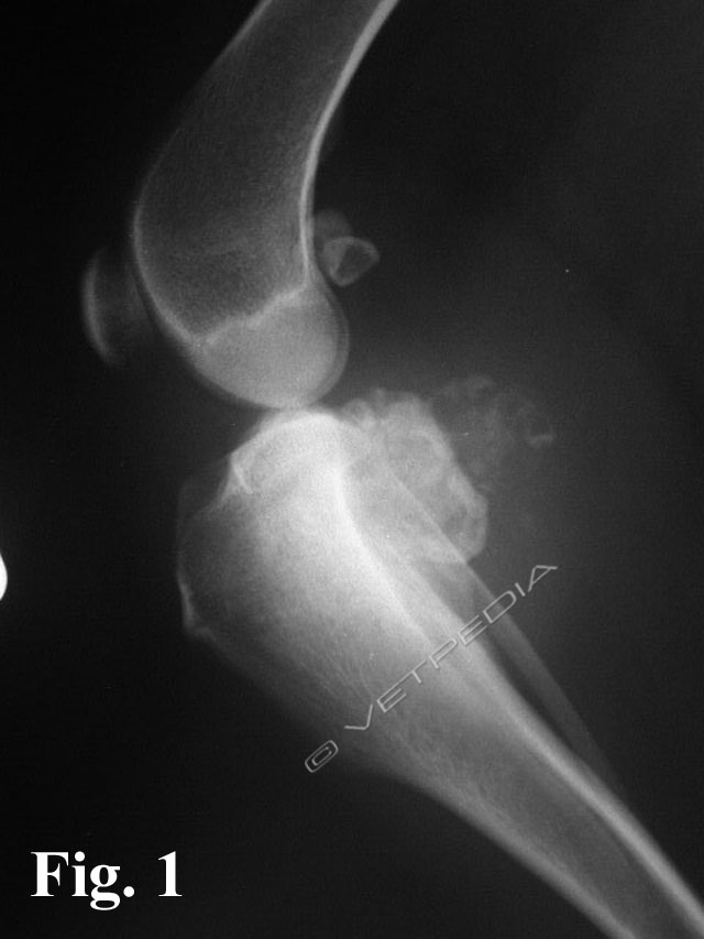 Tumori ossei benigni del cane e del gatto