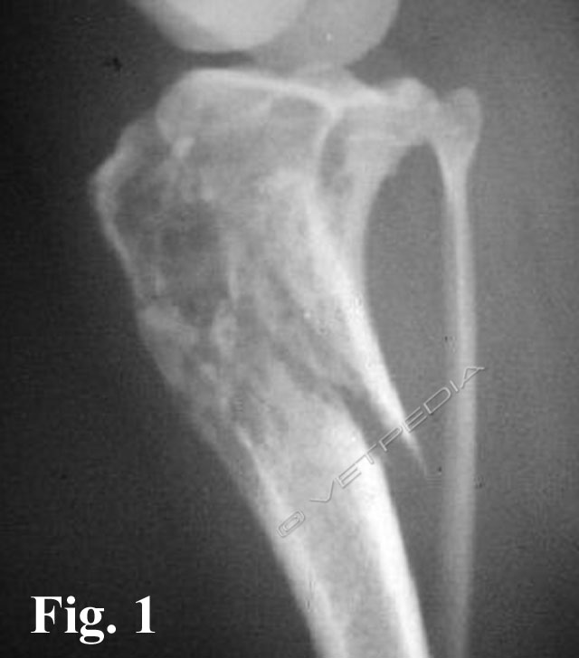 Fibrosarcoma osseo del cane e del gatto
