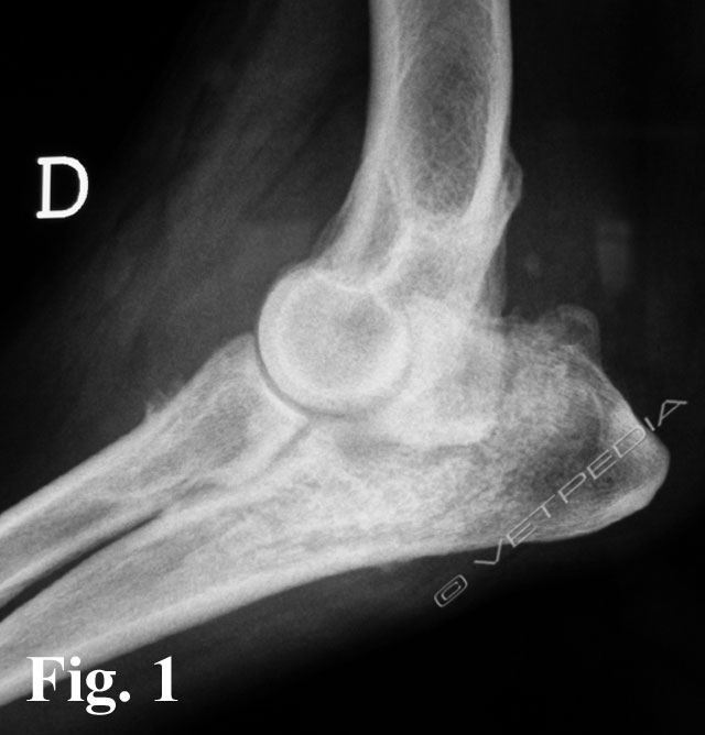 Sinoviosarcoma del cane e del gatto