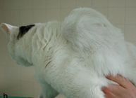 Sarcoma iniezione-indotto felino (SIIF)
