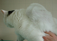 Sarcoma felino del sito di inizione (FISS)