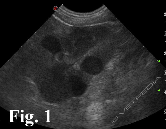 Tumori renali del cane e del gatto