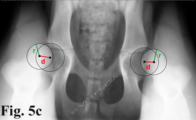 Displasia dell’anca nel cane: diagnosi precoce