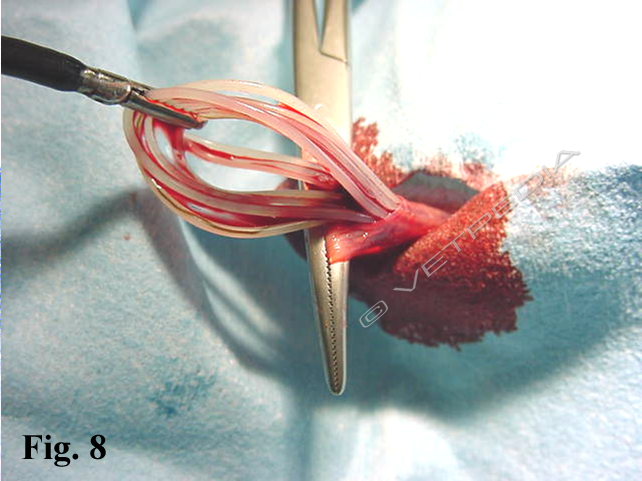 Rimozione delle macrofilarie di D. immitis per via trans-giugulare dalle arterie polmonari 