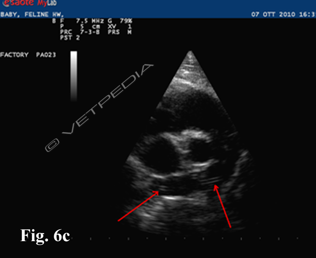 Ecocardiografia bidimensionale di un gatto infestato da D.immitis con numerosi echi a doppia riferibile a macrofilarie