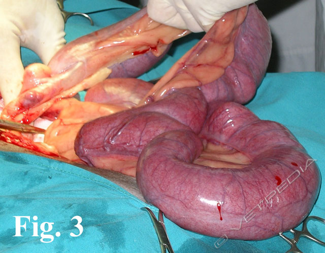 Aborto nella cagna e nella gatta