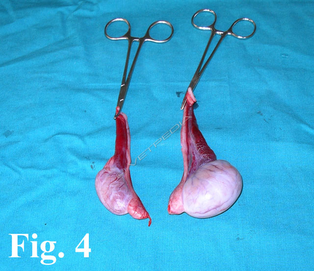 Alterata discesa testicolare (criptorchidismo, ectopia testicolare) nel cane e nel gatto