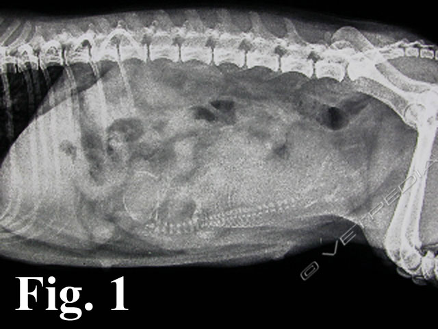 . La presenza di un feto unico può essere causa di distocia per mancata stimolazione uterina.