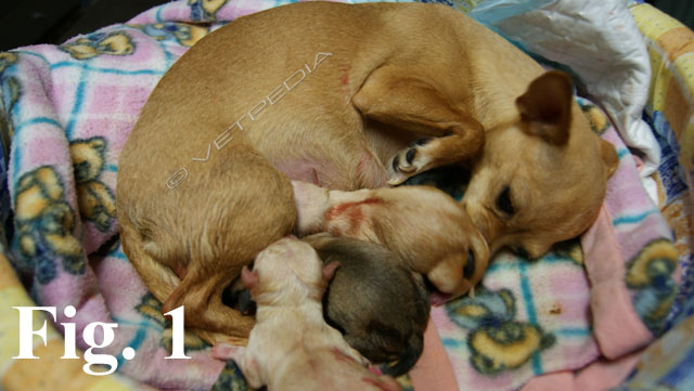 Eclampsia puerperale nella cagna e nella gatta