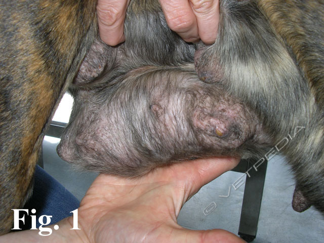 Mastiti della cagna e della gatta