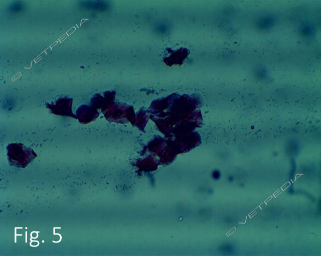 Monitoraggio del ciclo estrale della cagna