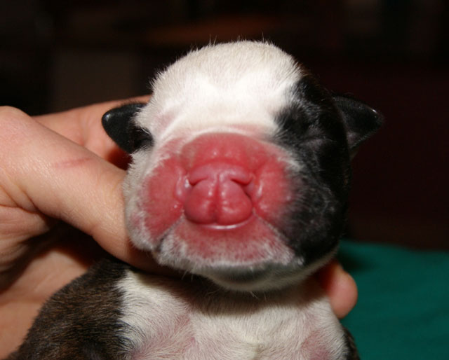 Complesso palatoschisi-labbro leporino nel cane e nel gatto