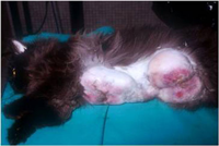 Iperplasia mammaria felina (Feline Mammary Hyperplasia – FMH)