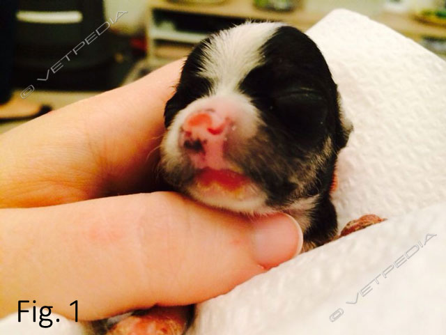 Setticemia neonatale: aree di necrosi di naso e il labbro inferiore in un cucciolo neonato