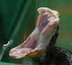 In Italia gli unici serpenti velenosi appartengono alle famiglie dei Viperidi.