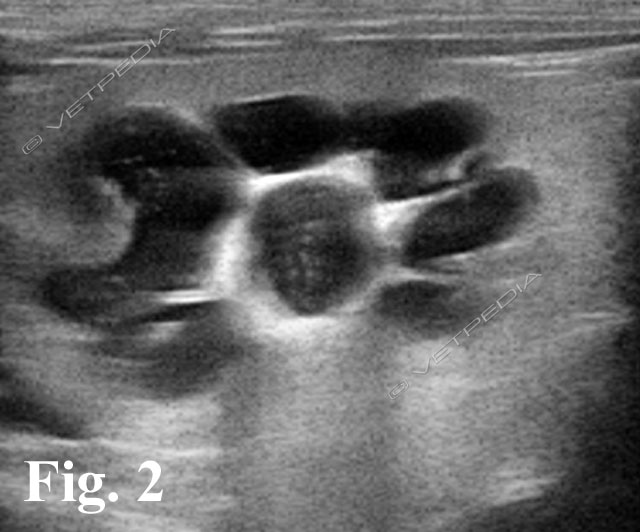 Idronefrosi del cane e del gatto