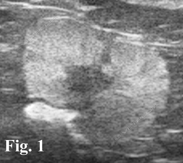 Malattie della prostata nel cane e nel gatto