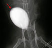 Malattia delle vie urinarie inferiori del gatto (FLUTD)