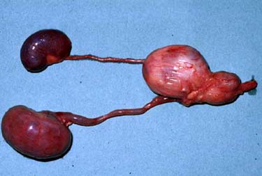 Tumori prostatici del cane